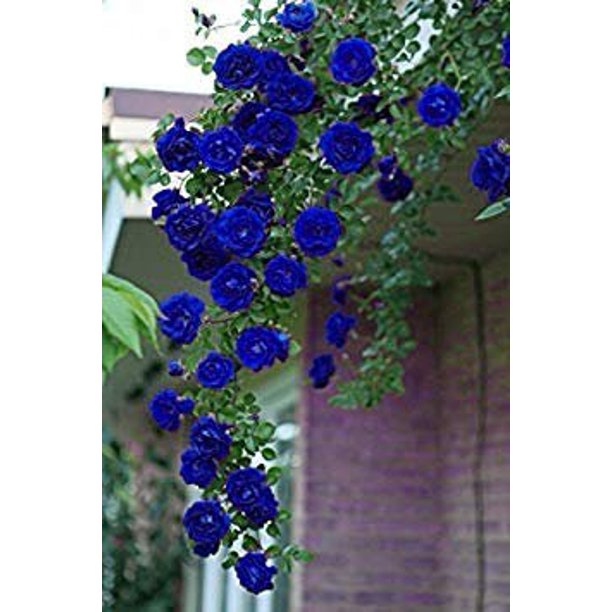 Blue Climbing Rose Seedlings Flower Seeds Perennial Growing Bonsai Corms Tubers Potted Planting Reblooming Fragrant Garden Roots Rhizomes Species Blooms Plant Bulbs Gardening Tree