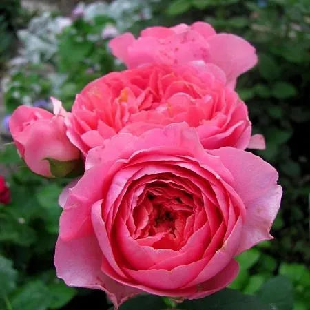 Chanel Rose Seedlings Flower Seeds Perennial Growing Bonsai Corms Tubers Potted Planting Reblooming Fragrant Garden Roots Rhizomes Species Blooms Plant Bulbs Gardening Tree