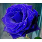 Blue Rose Seedlings Flower Seeds Perennial Growing Bonsai Corms Tubers Potted Planting Reblooming Fragrant Garden Roots Rhizomes Species Blooms Plant Bulbs Gardening Tree