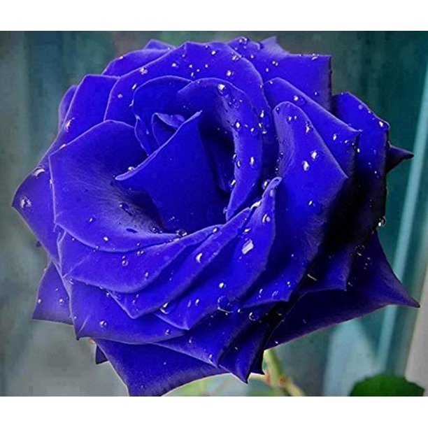 Blue Rose Seedlings Flower Seeds Perennial Growing Bonsai Corms Tubers Potted Planting Reblooming Fragrant Garden Roots Rhizomes Species Blooms Plant Bulbs Gardening Tree
