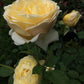 Sunrise Rose Seedlings Flower Seeds Perennial Growing Bonsai Corms Tubers Potted Planting Reblooming Fragrant Garden Roots Rhizomes Species Blooms Plant Bulbs Gardening Tree