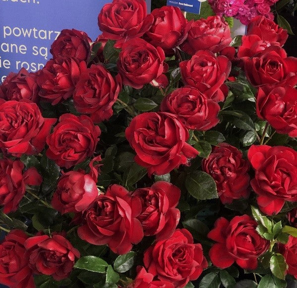 Desmond Tutu Rose Seedlings Flower Seeds Perennial Growing Bonsai Corms Tubers Potted Planting Reblooming Fragrant Garden Roots Rhizomes Species Blooms Plant Bulbs Gardening Tree