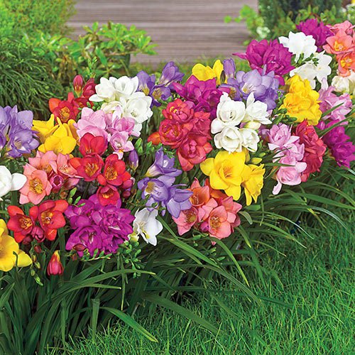 Single Mix Freesia Bulbs Growing Bonsai Roots Rhizomes Corms Tubers Potted Planting Reblooming Fragrant Garden Species Blooms Flower Seeds Plant Gardening