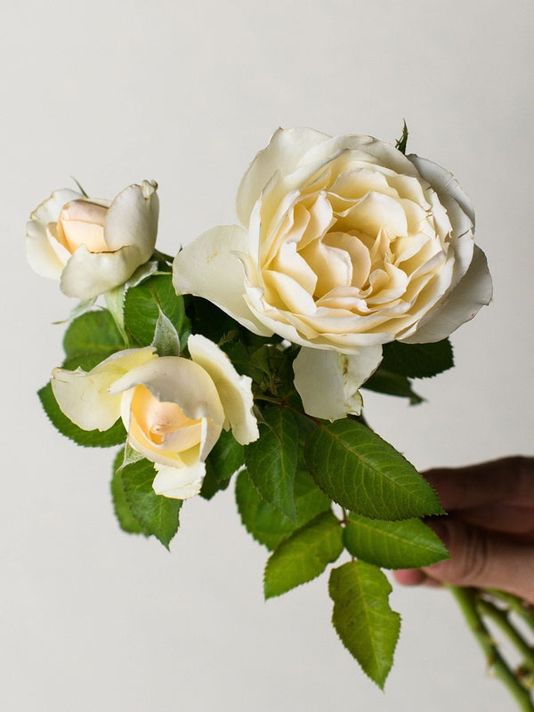 Easy Spirit Rose Seedlings Flower Seeds Perennial Growing Bonsai Corms Tubers Potted Planting Reblooming Fragrant Garden Roots Rhizomes Species Blooms Plant Bulbs Gardening Tree