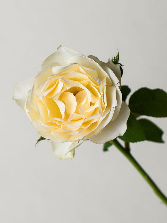 Easy Spirit Rose Seedlings Flower Seeds Perennial Growing Bonsai Corms Tubers Potted Planting Reblooming Fragrant Garden Roots Rhizomes Species Blooms Plant Bulbs Gardening Tree