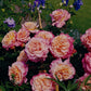 Augusta Luise Rose Seedlings Flower Seeds Perennial Growing Bonsai Corms Tubers Potted Planting Reblooming Fragrant Garden Roots Rhizomes Species Blooms Plant Bulbs Gardening Tree