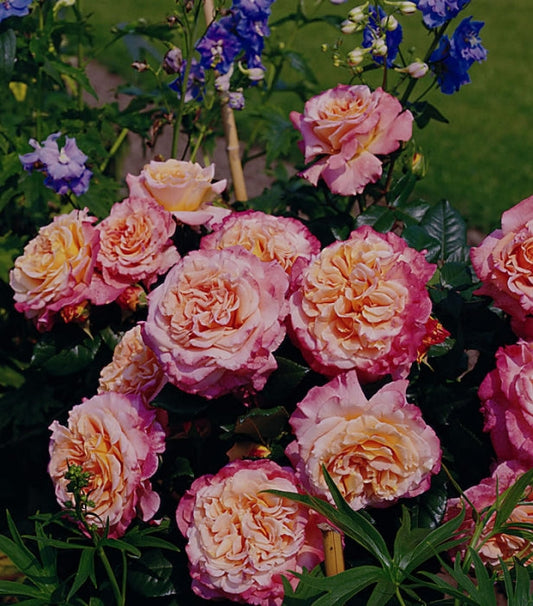 Augusta Luise Rose Seedlings Flower Seeds Perennial Growing Bonsai Corms Tubers Potted Planting Reblooming Fragrant Garden Roots Rhizomes Species Blooms Plant Bulbs Gardening Tree