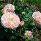 Biedermeier Rose Seedlings Flower Seeds Perennial Growing Bonsai Corms Tubers Potted Planting Reblooming Fragrant Garden Roots Rhizomes Species Blooms Plant Bulbs Gardening Tree