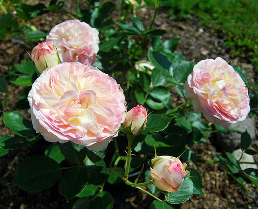 Biedermeier Rose Seedlings Flower Seeds Perennial Growing Bonsai Corms Tubers Potted Planting Reblooming Fragrant Garden Roots Rhizomes Species Blooms Plant Bulbs Gardening Tree