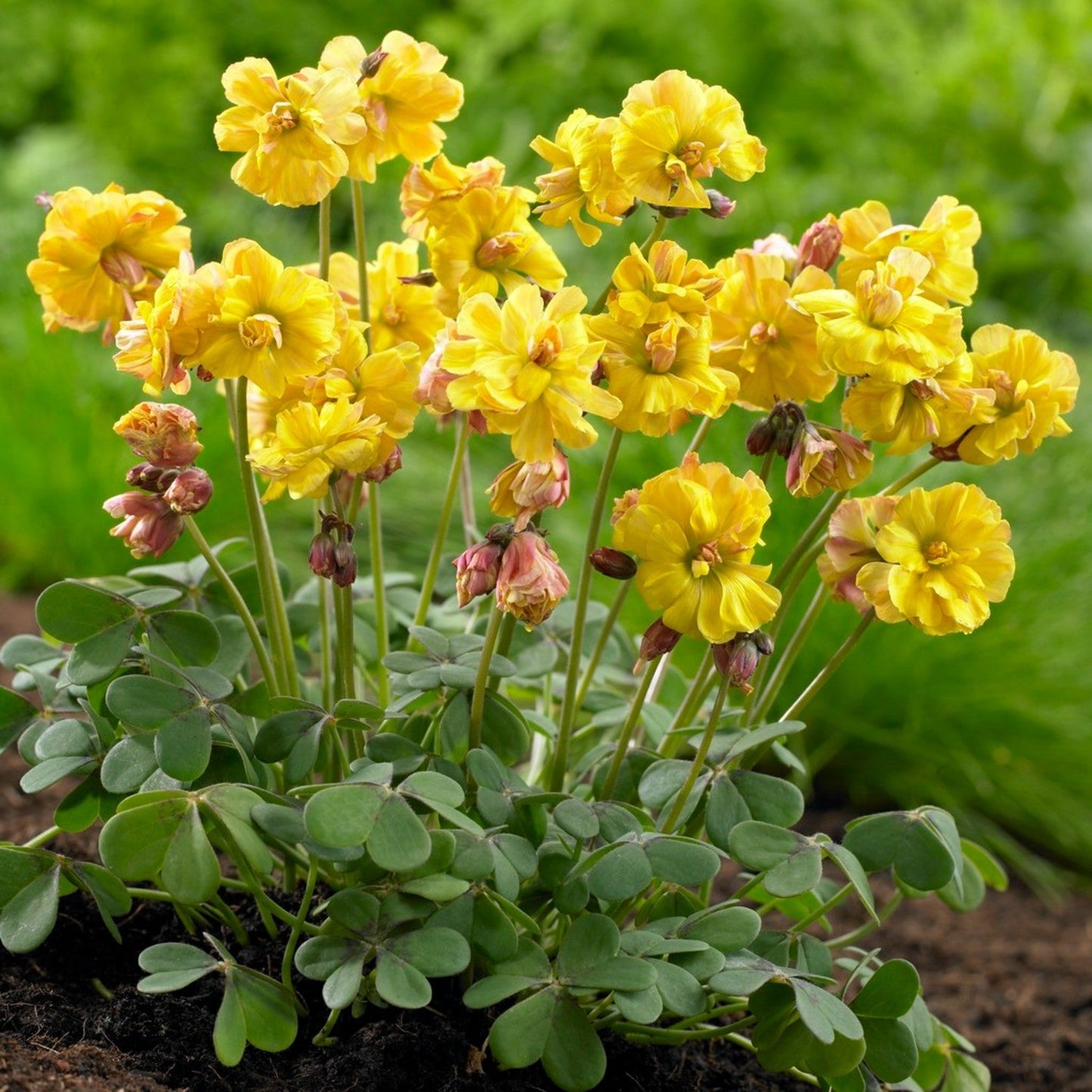 Double Trouble Yellow Oxalis Bulbs Wood Sorrel Shamrock Perennial Growing Bonsai Roots Rhizomes Corms Tubers Potted Planting Reblooming Fragrant Garden Species Blooms Flower Seeds Plant Gardening