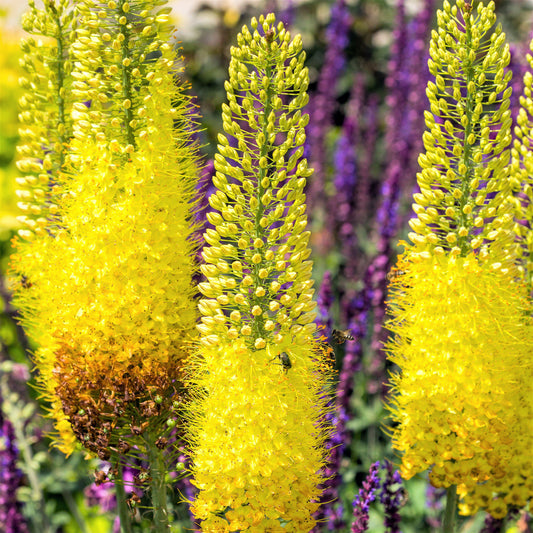 Eremurus - Stenophyllus Bungei