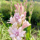 Pink Tuberose Seeds Fragrant Perennial Showy Cut Flowers Deer & Rabbit Resistant Bed Border Patio Container Outdoor