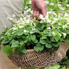 Regnellii Oxalis Bulbs Wood Sorrel Shamrock Perennial Growing Bonsai Roots Rhizomes Corms Tubers Potted Planting Reblooming Fragrant Garden Species Blooms Flower Seeds Plant Gardening