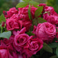 Pomerol Rose Seedlings Flower Seeds Perennial Growing Bonsai Corms Tubers Potted Planting Reblooming Fragrant Garden Roots Rhizomes Species Blooms Plant Bulbs Gardening Tree