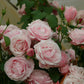 Billet Doux Rose Seedlings Flower Seeds Perennial Growing Bonsai Corms Tubers Potted Planting Reblooming Fragrant Garden Roots Rhizomes Species Blooms Plant Bulbs Gardening Tree