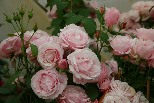 Billet Doux Rose Seedlings Flower Seeds Perennial Growing Bonsai Corms Tubers Potted Planting Reblooming Fragrant Garden Roots Rhizomes Species Blooms Plant Bulbs Gardening Tree