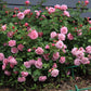 Schilliger Rose Plant Seedlings Flower Seeds Perennial Growing Bonsai Corms Tubers Potted Planting Reblooming Fragrant Garden Roots Rhizomes Species Blooms Bulbs Gardening Tree