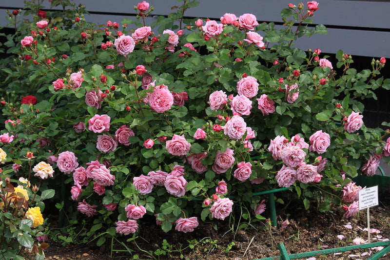 Schilliger Rose Plant Seedlings Flower Seeds Perennial Growing Bonsai Corms Tubers Potted Planting Reblooming Fragrant Garden Roots Rhizomes Species Blooms Bulbs Gardening Tree