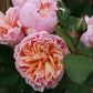 Romantica Rose Seedlings Flower Seeds Perennial Growing Bonsai Corms Tubers Potted Planting Reblooming Fragrant Garden Roots Rhizomes Species Blooms Plant Bulbs Gardening Tree