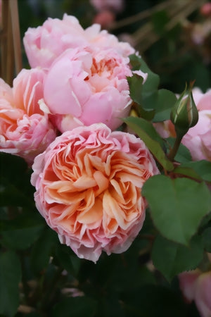 Romantica Rose Seedlings Flower Seeds Perennial Growing Bonsai Corms Tubers Potted Planting Reblooming Fragrant Garden Roots Rhizomes Species Blooms Plant Bulbs Gardening Tree