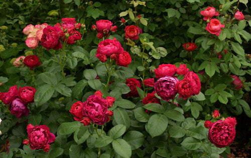 Ascot Rose Seedlings Flower Seeds Perennial Growing Bonsai Corms Tubers Potted Planting Reblooming Fragrant Garden Roots Rhizomes Species Blooms Plant Bulbs Gardening Tree