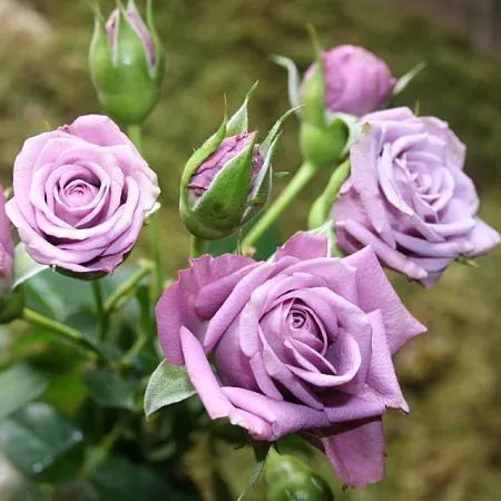 Billion Rose Seedlings Flower Seeds Perennial Growing Bonsai Corms Tubers Potted Planting Reblooming Fragrant Garden Roots Rhizomes Species Blooms Plant Bulbs Gardening Tree