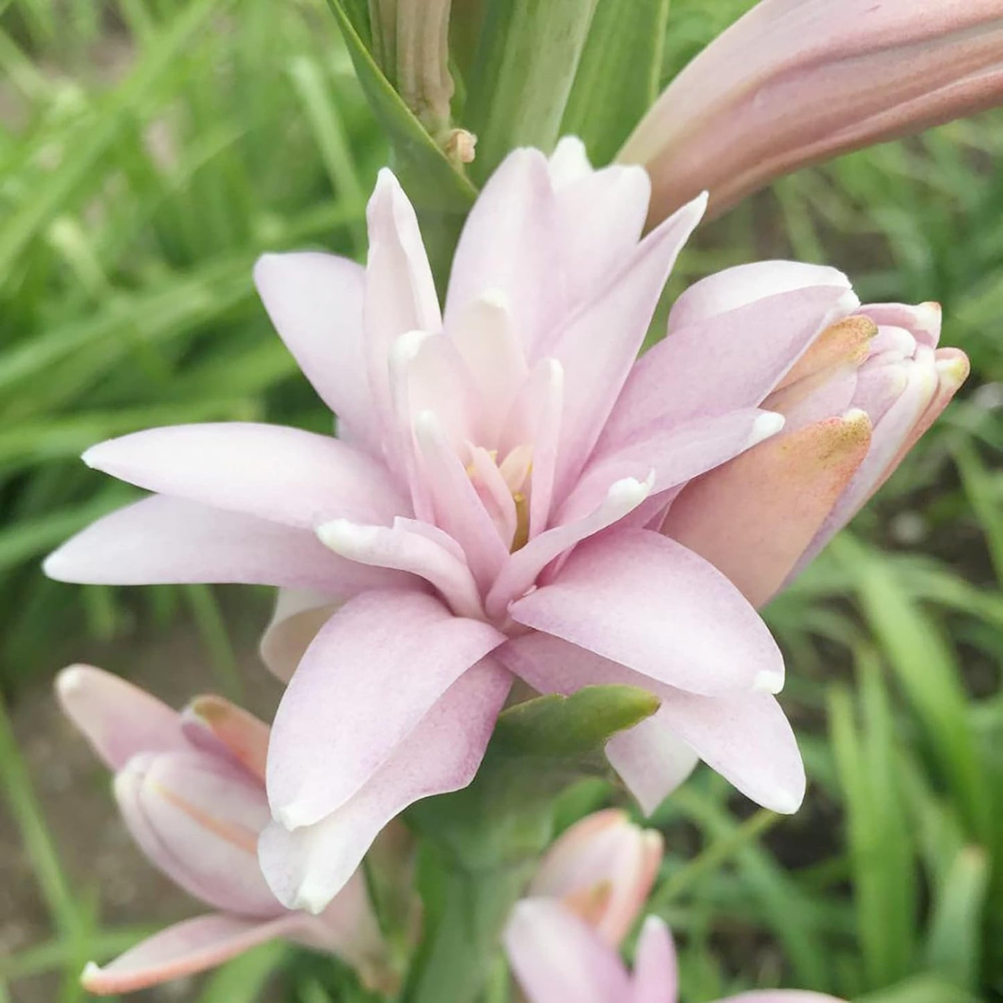 Pink Tuberose Seeds Fragrant Perennial Showy Cut Flowers Deer & Rabbit Resistant Bed Border Patio Container Outdoor