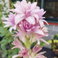 Pink Tuberose Seeds Fragrant Perennial Showy Cut Flowers Deer & Rabbit Resistant Bed Border Patio Container Outdoor