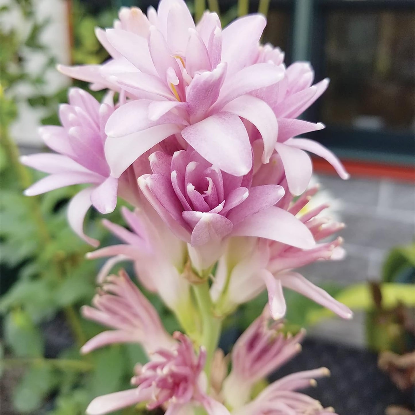 Pink Tuberose Seeds Fragrant Perennial Showy Cut Flowers Deer & Rabbit Resistant Bed Border Patio Container Outdoor