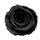 Black Rose Seedlings Flower Seeds Perennial Growing Bonsai Corms Tubers Potted Planting Reblooming Fragrant Garden Roots Rhizomes Species Blooms Plant Bulbs Gardening Tree