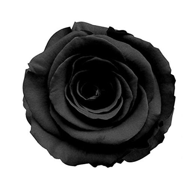 Black Rose Seedlings Flower Seeds Perennial Growing Bonsai Corms Tubers Potted Planting Reblooming Fragrant Garden Roots Rhizomes Species Blooms Plant Bulbs Gardening Tree