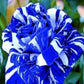 Blue Dragon Rose Seedlings Flower Seeds Perennial Growing Bonsai Corms Tubers Potted Planting Reblooming Fragrant Garden Roots Rhizomes Species Blooms Plant Bulbs Gardening Tree