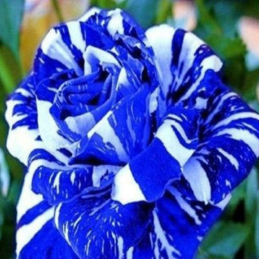 Blue Dragon Rose Seedlings Flower Seeds Perennial Growing Bonsai Corms Tubers Potted Planting Reblooming Fragrant Garden Roots Rhizomes Species Blooms Plant Bulbs Gardening Tree