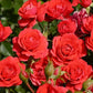 Sash Rose Seedlings Flower Seeds Perennial Growing Bonsai Corms Tubers Potted Planting Reblooming Fragrant Garden Roots Rhizomes Species Blooms Plant Bulbs Gardening Tree