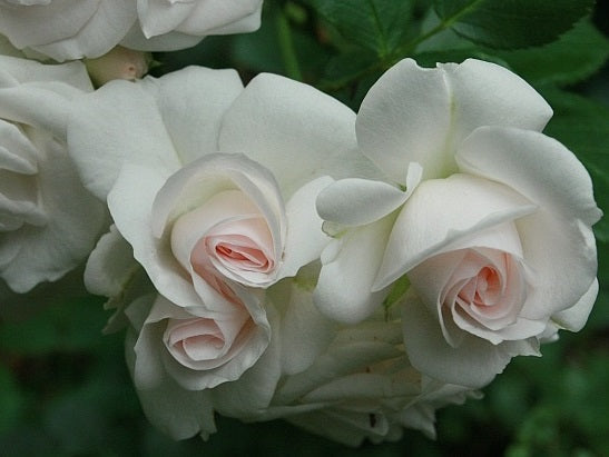 Aspirin Rose Seedlings Flower Seeds Perennial Growing Bonsai Corms Tubers Potted Planting Reblooming Fragrant Garden Roots Rhizomes Species Blooms Plant Bulbs Gardening Tree