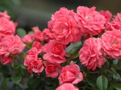 Bonapart Rose Seedlings Flower Seeds Perennial Growing Bonsai Corms Tubers Potted Planting Reblooming Fragrant Garden Roots Rhizomes Species Blooms Plant Bulbs Gardening Tree