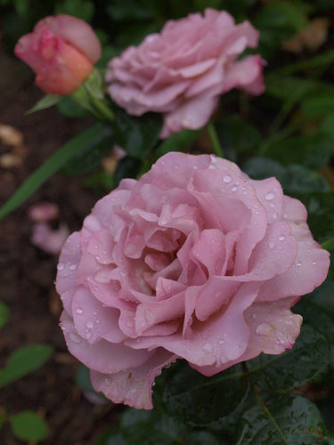 Blue Girl Rose Seedlings Flower Seeds Perennial Growing Bonsai Corms Tubers Potted Planting Reblooming Fragrant Garden Roots Rhizomes Species Blooms Plant Bulbs Gardening Tree