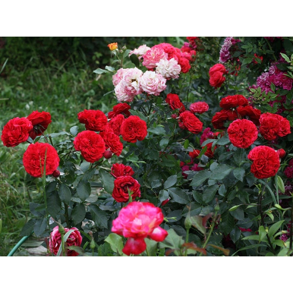 Rosenheim Rose Seedlings Flower Seeds Perennial Growing Bonsai Corms Tubers Potted Planting Reblooming Fragrant Garden Roots Rhizomes Species Blooms Plant Bulbs Gardening Tree