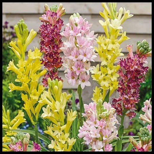 Mixed Color Tuberose Bulbs for Planting - Garden or Container Flowers