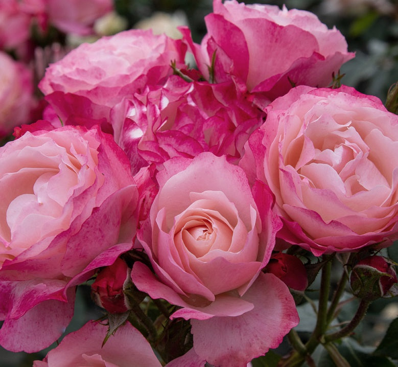 Dolcezza Rose Seedlings Flower Seeds Perennial Growing Bonsai Corms Tubers Potted Planting Reblooming Fragrant Garden Roots Rhizomes Species Blooms Plant Bulbs Gardening Tree