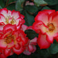 Betty Boop Rose Seedlings Flower Seeds Perennial Growing Bonsai Corms Tubers Potted Planting Reblooming Fragrant Garden Roots Rhizomes Species Blooms Plant Bulbs Gardening Tree