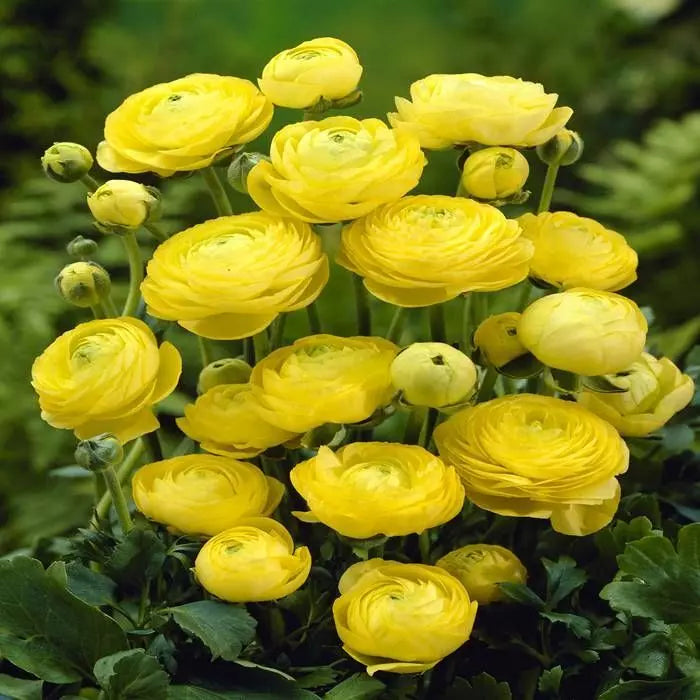 Ranunculus yellowCorms Bulbs Growing Bonsai Roots Rhizomes Tubers Potted Planting Reblooming Fragrant Garden Species Blooms Flower Seeds Plant Gardening