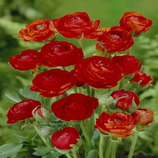 Asiaticus red Ranunculus Corms Bulbs Persian Buttercup Growing Bonsai Roots Rhizomes Tubers Potted Planting Reblooming Fragrant Garden Species Blooms Flower Seeds Plant Gardening