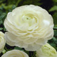 Ranunculus White Color Flower  Corms Bulbs Growing Bonsai Roots Rhizomes Tubers Potted Planting Reblooming Fragrant Garden Species Blooms Flower Seeds Plant Gardening