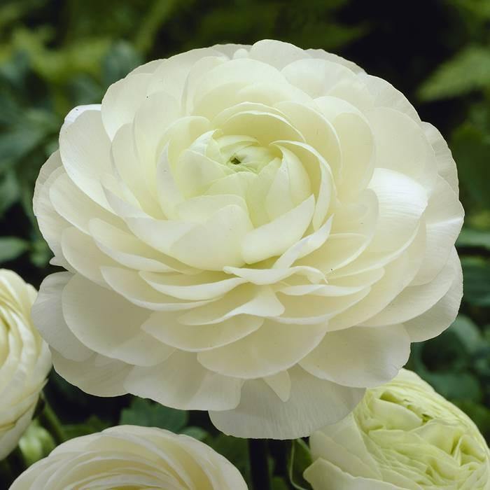 Ranunculus White Color Flower  Corms Bulbs Growing Bonsai Roots Rhizomes Tubers Potted Planting Reblooming Fragrant Garden Species Blooms Flower Seeds Plant Gardening