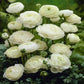 Ranunculus White Corms Bulbs Growing Bonsai Roots Rhizomes Tubers Potted Planting Reblooming Fragrant Garden Species Blooms Flower Seeds Plant Gardening