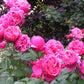 Sweet Rose Plant Seedlings Flower Seeds Perennial Growing Bonsai Corms Tubers Potted Planting Reblooming Fragrant Garden Roots Rhizomes Species Blooms Bulbs Gardening Tree