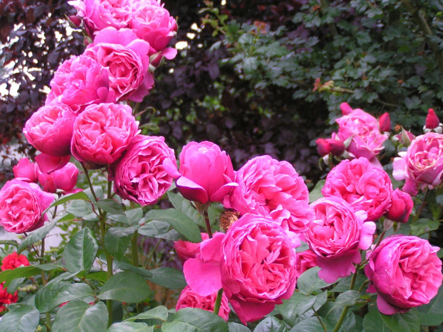 Sweet Rose Plant Seedlings Flower Seeds Perennial Growing Bonsai Corms Tubers Potted Planting Reblooming Fragrant Garden Roots Rhizomes Species Blooms Bulbs Gardening Tree