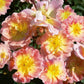 Apricot Rose Seedlings Flower Seeds Perennial Growing Bonsai Corms Tubers Potted Planting Reblooming Fragrant Garden Roots Rhizomes Species Blooms Plant Bulbs Gardening Tree