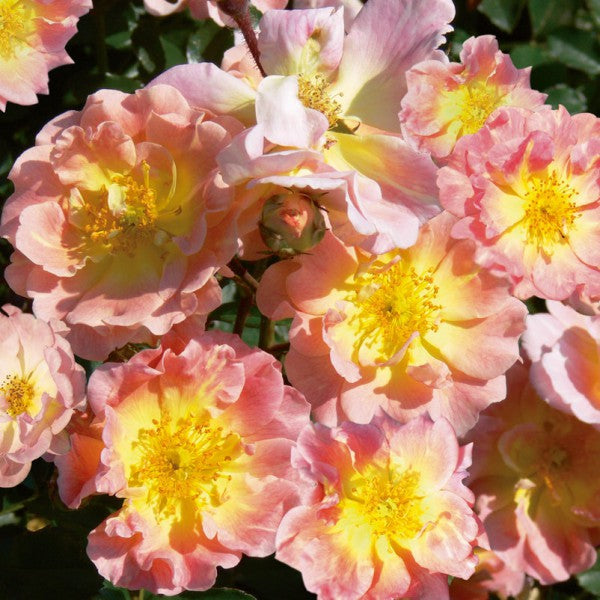 Apricot Rose Seedlings Flower Seeds Perennial Growing Bonsai Corms Tubers Potted Planting Reblooming Fragrant Garden Roots Rhizomes Species Blooms Plant Bulbs Gardening Tree